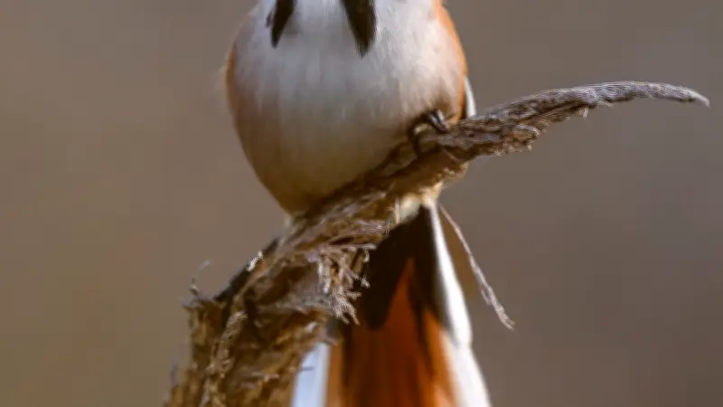 900 œuvres en compétition pour la coupe photo nature à Lattes