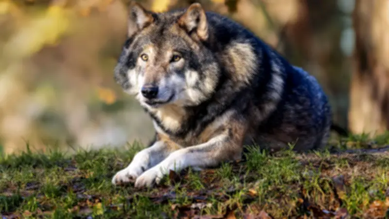 Abattage des loups : nouvelles règles jugées catastrophiques ou insuffisantes