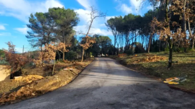 Abattage des pins de la Roquette : la municipalité justifie une opération de sécurité et de rénovation