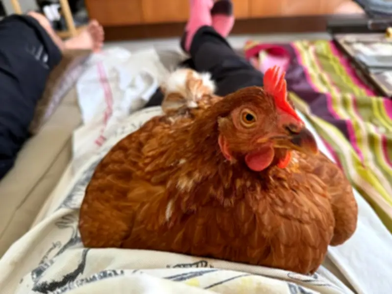 Adoption de poules pondeuses à Aire-sur-l'Adour : une solution pour sauver les animaux
