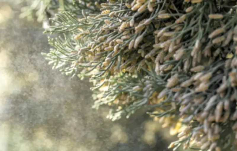 Allergies au pollen : alerte rouge dans le Sud avec un risque très élevé dès février