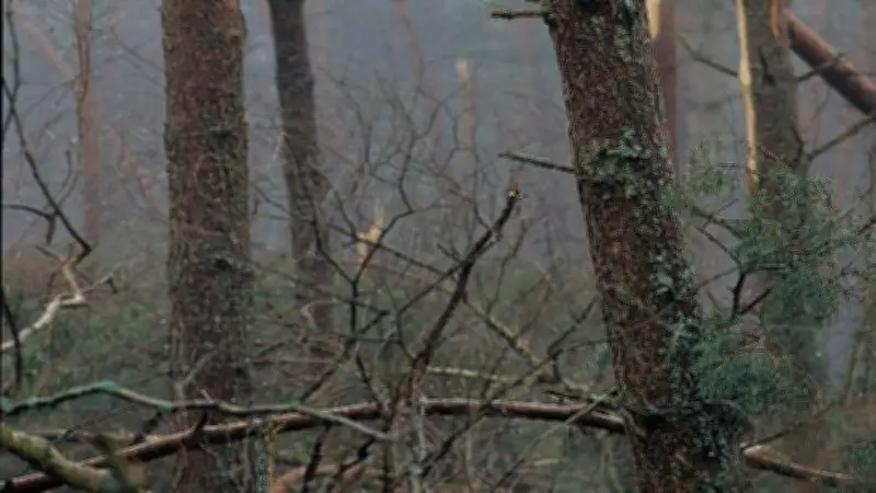 Alès ferme ses parcs municipaux face aux vents violents annoncés