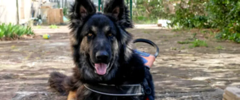 Api, 14 mois, devient chien guide à Montpellier dans la première école du Languedoc-Roussillon