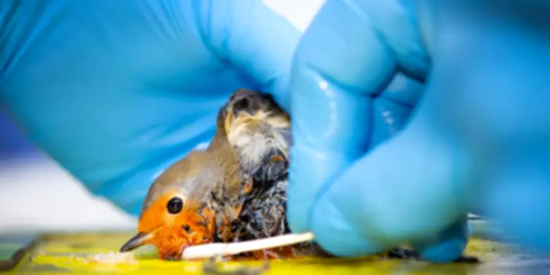 Appel urgent à interdire les pièges à colle pour protéger les animaux sauvages en France