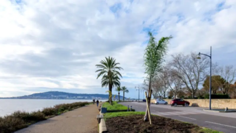 Balaruc-les-Bains : un palmier remplacé et des plantations en série dans la cité thermale