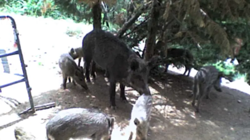 Battue de sangliers organisée à Pont-Saint-Esprit pour protéger habitants et biens