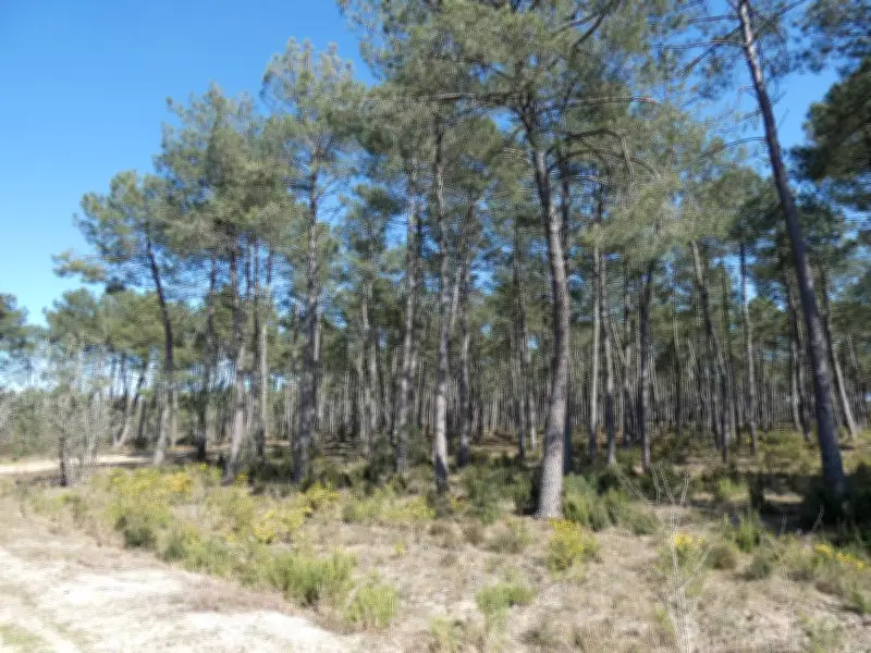 Belin-Béliet : Débat municipal sur la gestion des pare-feux après les incendies de 2022