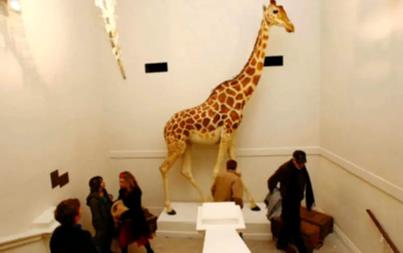 Bicentenaire de Zarafa : La première girafe de France célébrée par son spécialiste rochelais