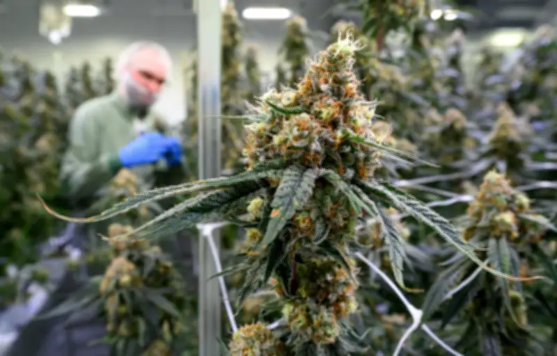 Cannabis médical : feuille de route tracée pour une mise sur le marché d'ici 2027