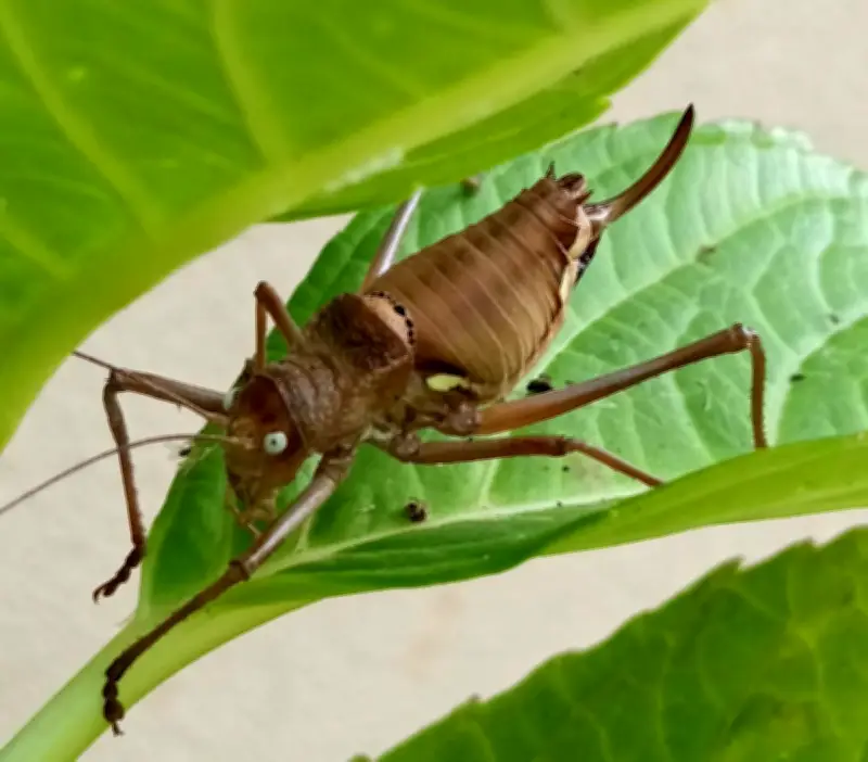 Castillon-Pujols lance son 2e concours photo pour valoriser la biodiversité locale