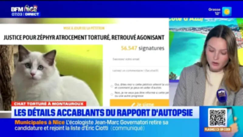 Chat torturé à Montauroux : les détails glaçants de l'autopsie révélés