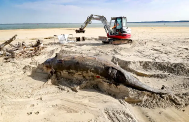 Échouage d'une baleine à bec à Oléron : une opération d'équarrissage nécessaire face aux risques sanitaires