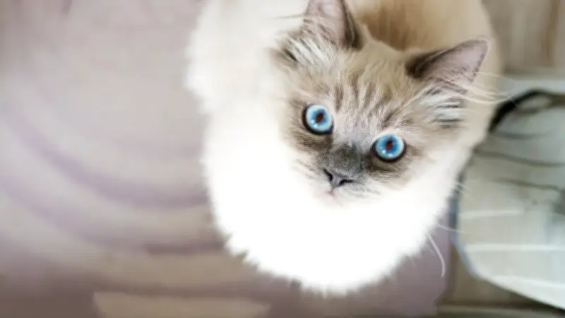 Clonage félin : une Américaine investit 25 000 dollars pour recréer son chat disparu