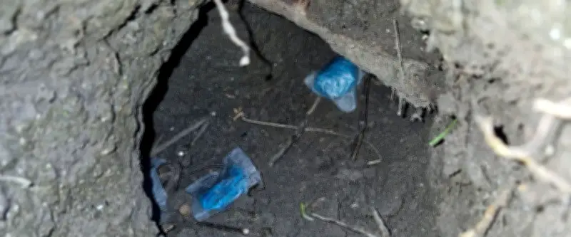 Codognan : Des chiens empoisonnés et de la mort au rat découverte dans des terriers