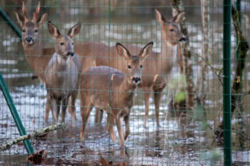 Cognac : un photographe sauve cinq chevreuils piégés par la crue dans le parc François-Ier