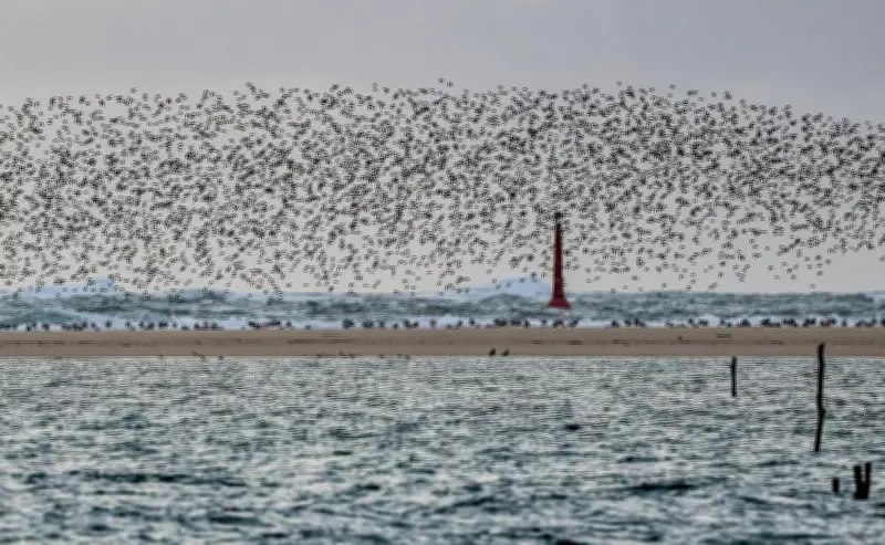 Comptage Wetlands 2026 : L'Europe mobilisée pour recenser les oiseaux sauvages