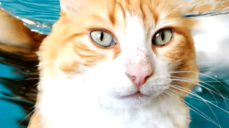 Conflit de voisinage à Agde : Le chat Rémi au cœur d'une bataille judiciaire sur les astreintes