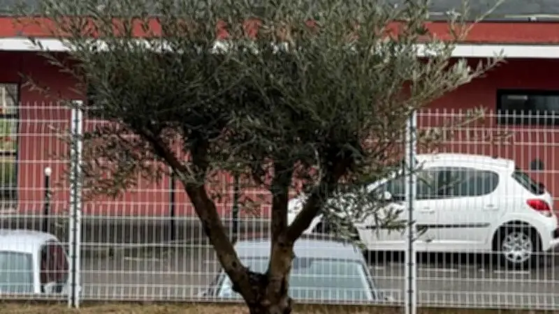 Conseil communautaire : derniers dossiers votés et olivier en hommage à Alain Barbe