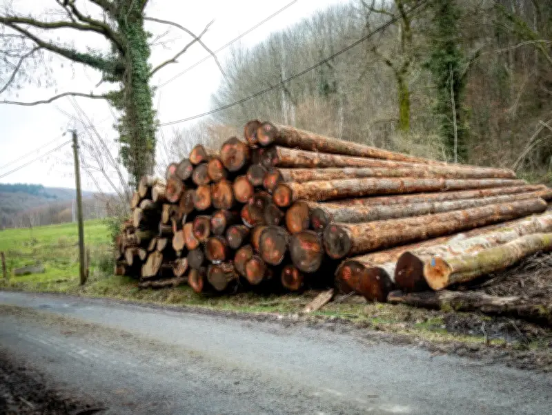 Coupes rases en Limousin : des balafres qui défigurent les paysages forestiers