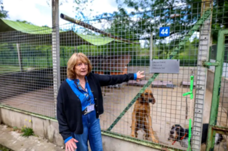 Crues de la Garonne : les refuges animaliers de Brax et Tonneins en grande difficulté