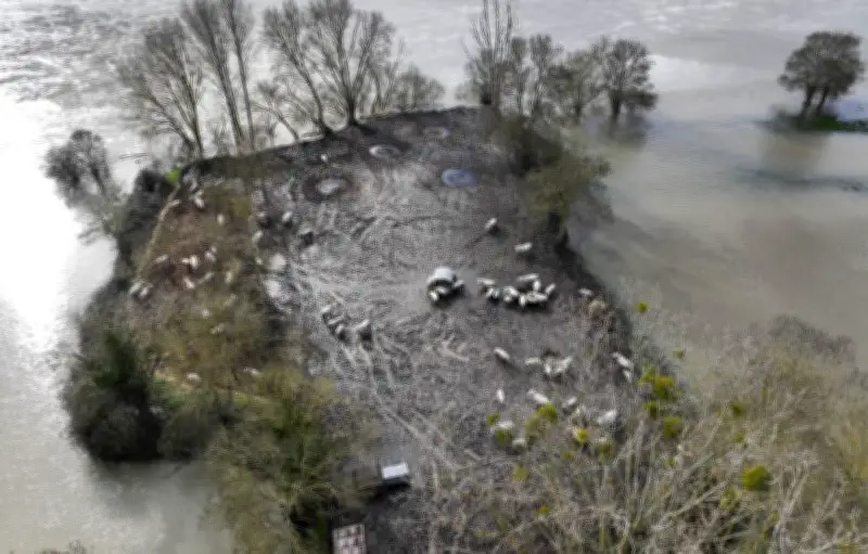 Crues historiques : les animaux d'élevage en première ligne face aux inondations