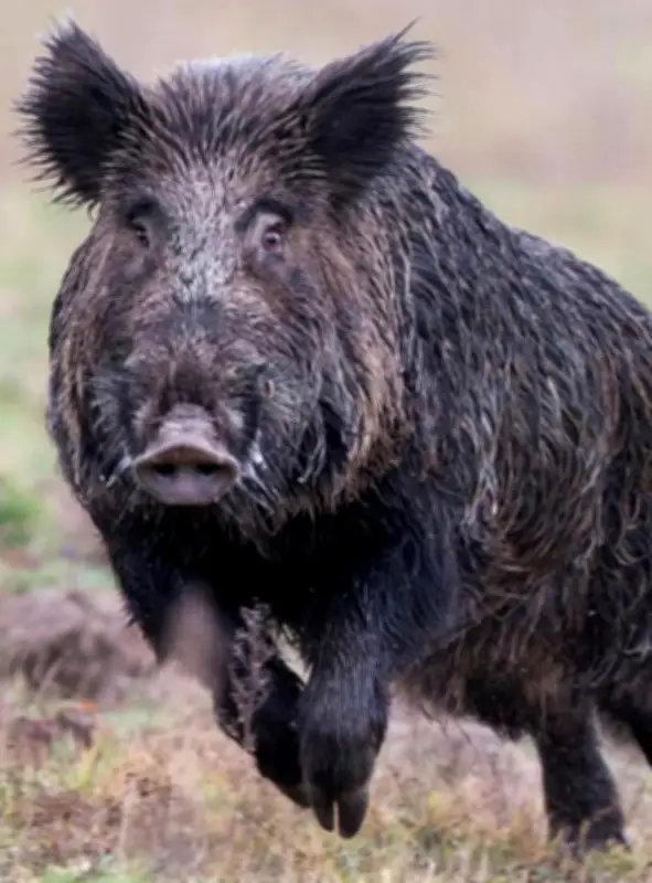Découverte du sanglier et du Brevet grand gibier dans les Landes