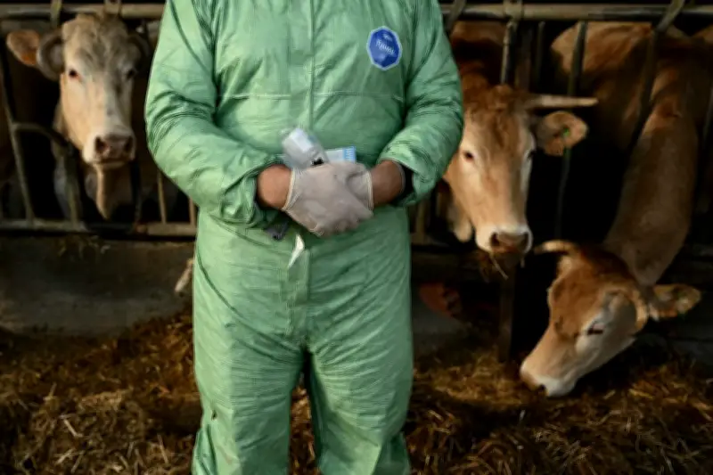 Dermatose nodulaire contagieuse : la France déclare la fin de l'épizootie