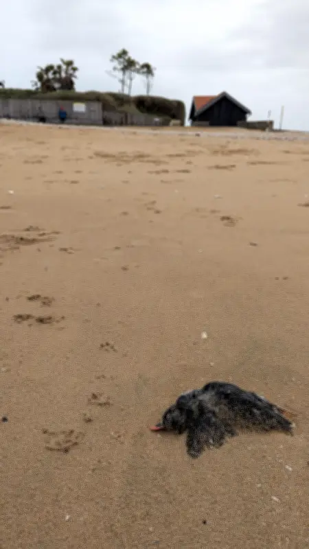 Des macareux moines échoués en Charente-Maritime après la tempête