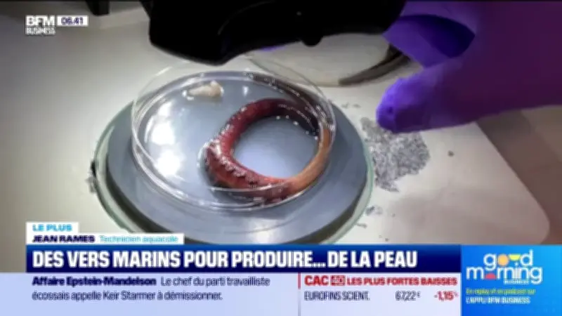 Des vers marins pour produire de la peau : une innovation biotechnologique prometteuse