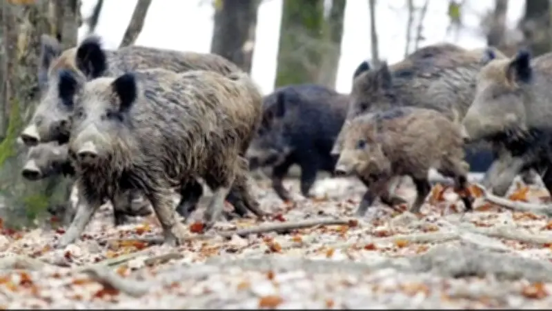Dépôt sauvage de sangliers en forêt du Médoc : les chasseurs alertent l'OFB