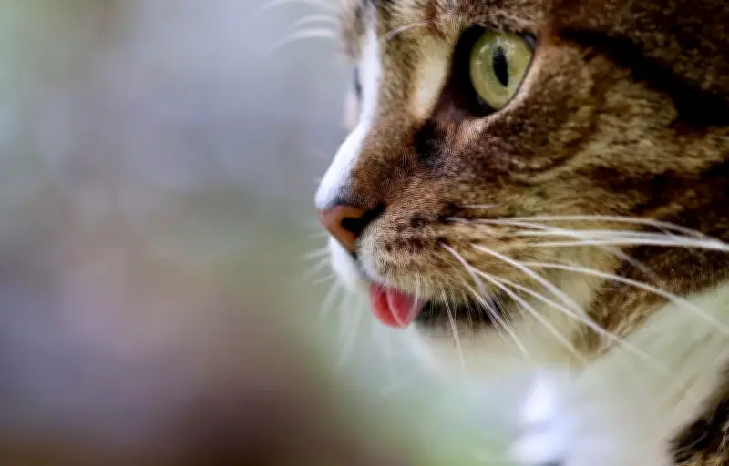 Drame à Damprichard : un homme poignarde son ex-femme lors d'une dispute sur leur chat