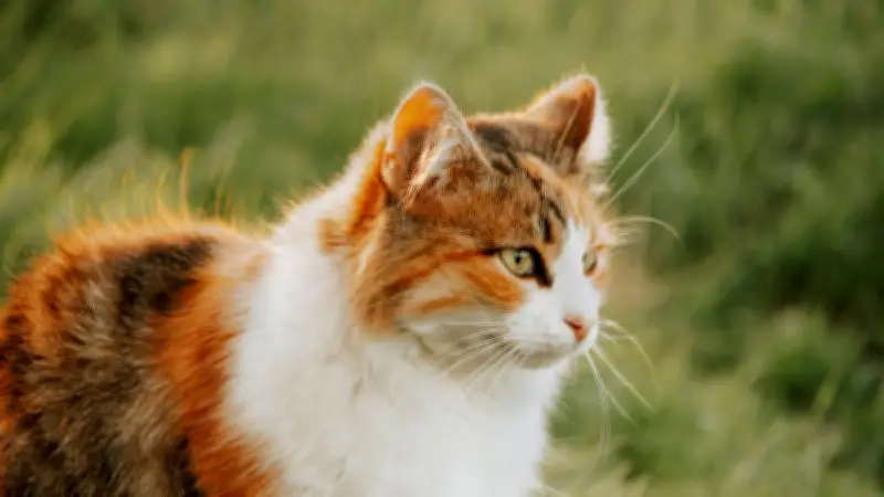 Elle démarre sa machine avec son chat endormi à l'intérieur : un cauchemar évité de justesse