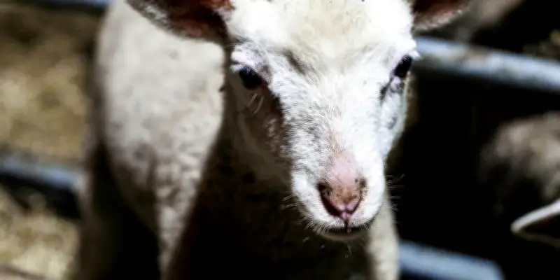 En Haute-Marne, écolos et éleveurs unis face au loup pour protéger les troupeaux