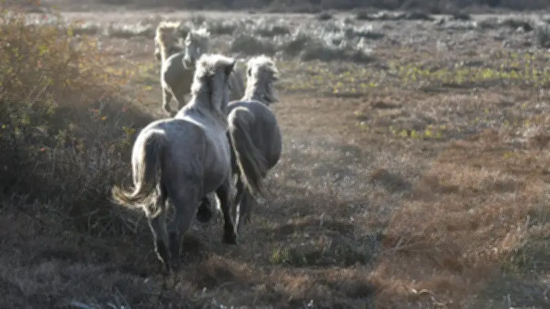 Exposition photographique 'Entre mer et sel' à la chapelle des Capucins d'Aigues-Mortes