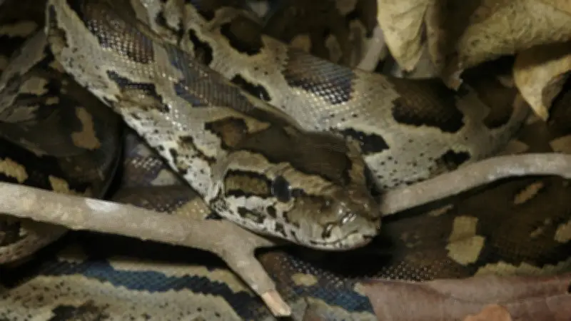 Expulsion d'un locataire pour élevage de 60 pythons dans son logement social aux Pays-Bas