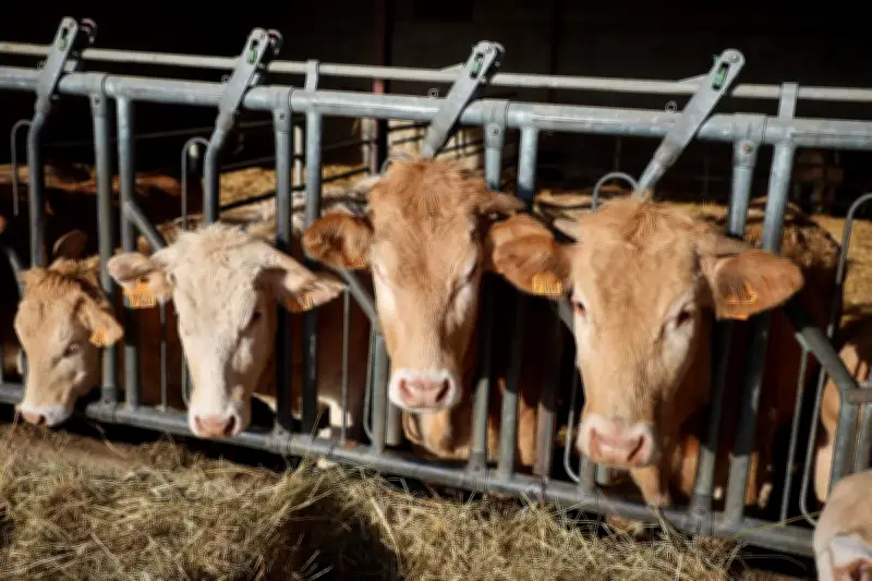 Fin des restrictions bovines en France : levée de la dernière zone de surveillance