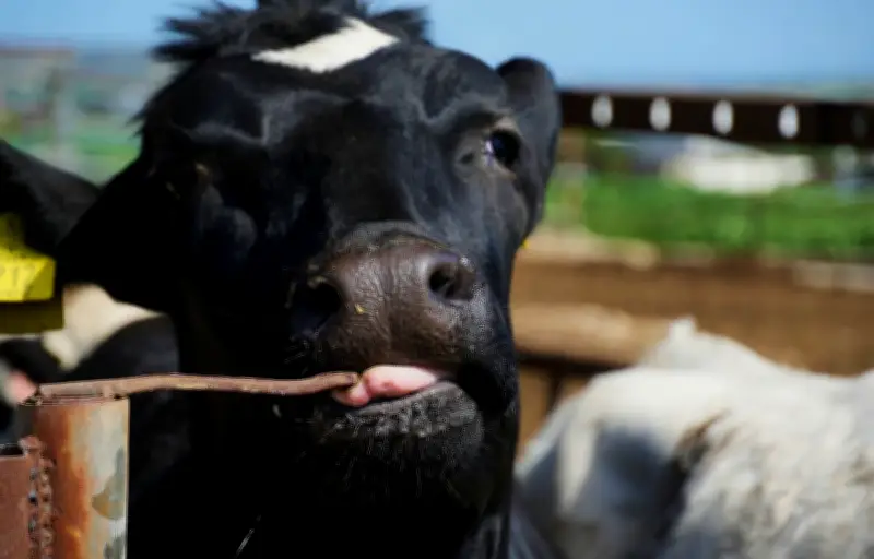 Fin des restrictions pour la dermatose nodulaire bovine dans les Pyrénées-Orientales