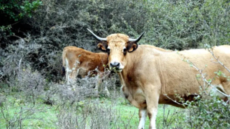 Fin des restrictions pour les bovins des Pyrénées-Orientales après la dermatose nodulaire