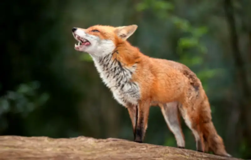 Février : le pic des vocalisations du renard roux révèle une stratégie reproductive millimétrée