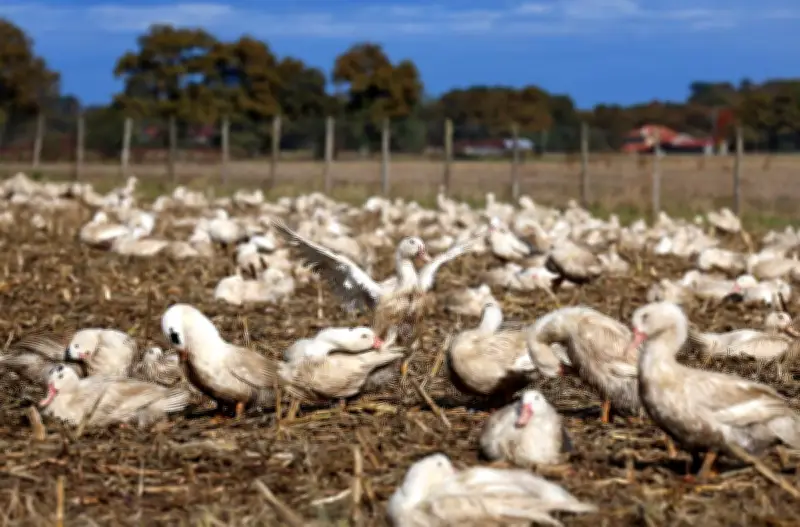 Gironde : un troisième foyer de grippe aviaire détecté cet hiver dans le Blayais