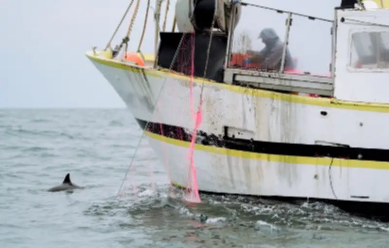 Golfe de Gascogne : la longévité des dauphins femelles s'effondre, menaçant l'espèce
