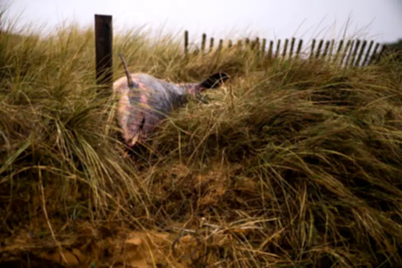 Golfe de Gascogne : la longévité des dauphins s'effondre, la zone devient un cimetière