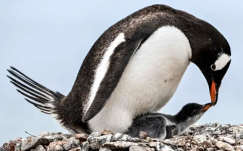 Grippe aviaire en Antarctique : deux ans de présence menacent la faune sauvage d'extinction