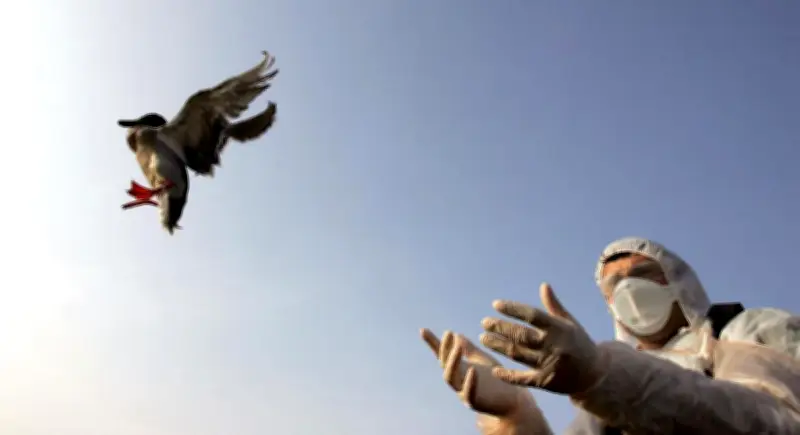 Grippe Aviaire en France : Chronologie d'une Épizootie Dévastatrice