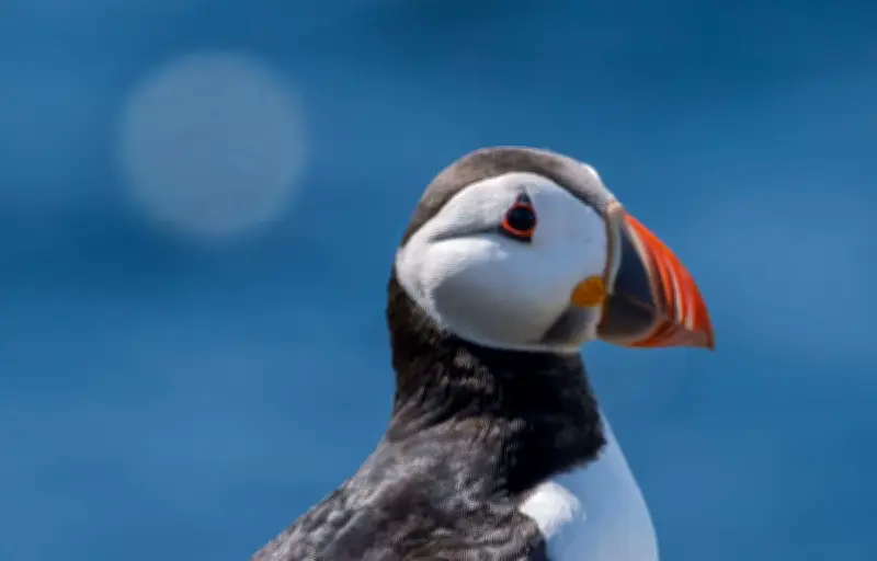 Hécatombe d'oiseaux marins sur les côtes françaises : plus de 300 cadavres retrouvés