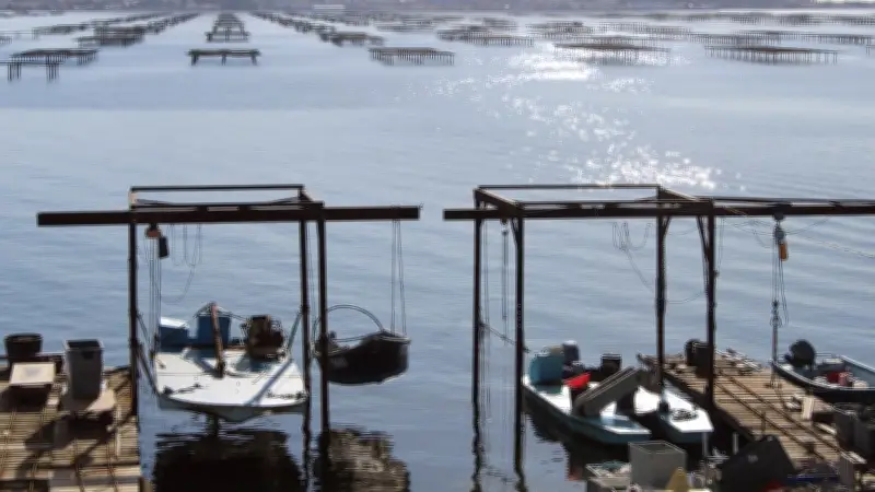 Hérault : 500 000 € d'aide votés pour sauver la conchyliculture de l'étang de Thau