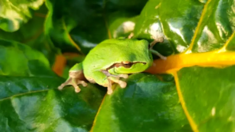 Hérault : les nuits résonnent du chant des grenouilles à Valros
