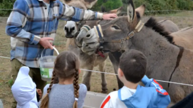 Immersion à la ferme avec Chichoul’âne : balades et découvertes en Hérault