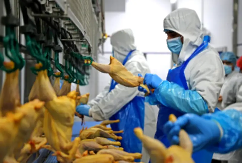 Importations de volaille en hausse : la France face à un déficit de production