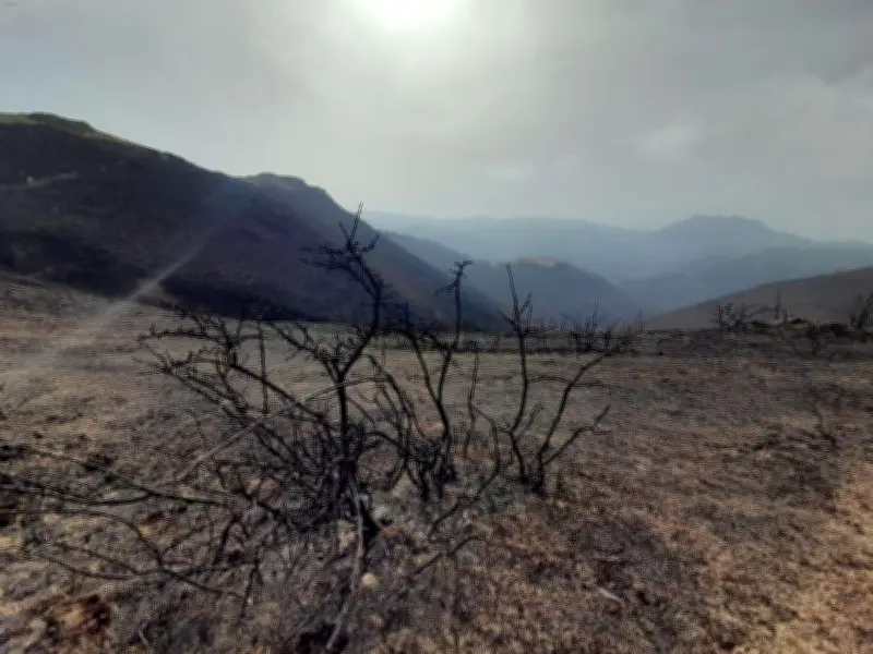 Incendie de Biriatou : deux ans après, la forêt basque lutte pour renaître de ses cendres